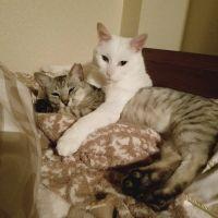 みほ猫好き 会員画像