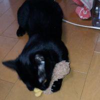黒猫ムギ 会員画像