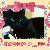 黒猫mie 会員画像