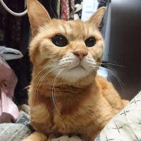 びなやねこ 会員画像