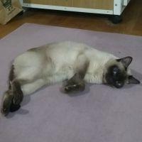 kokocat 会員画像