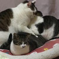 おまんじう 会員画像