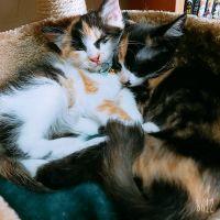 女狐ペルーさん