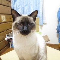 楠の猫好き 会員画像
