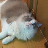 アラカキ 会員画像
