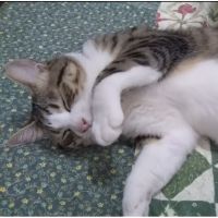 ちゃん猫 会員画像