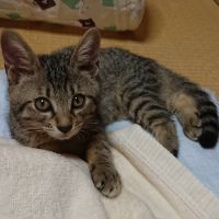 tomo9pippo 会員画像