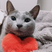 #ローフー 会員画像