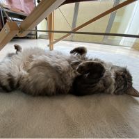 つぐぷぅ 会員画像
