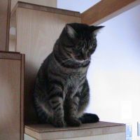 チュウゴ 会員画像