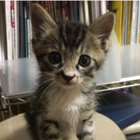 猫氏 会員画像