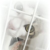 会員画像