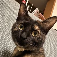 けろさき 会員画像