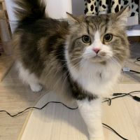 れおれお2020222 会員画像