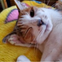 はなくるさん