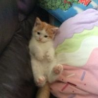 にゃーん太さん