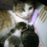 ちゃいたん 会員画像