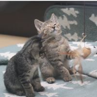 みなみ猫 会員画像