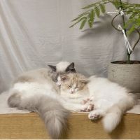 れをる 会員画像