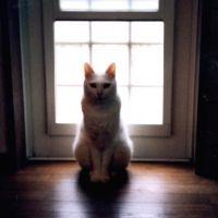 モダニストさん