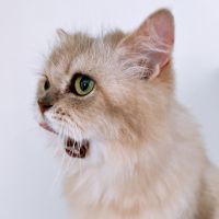 猫ちゃんマン！さん