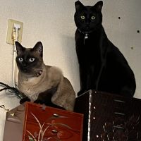 じゅりぱん 会員画像