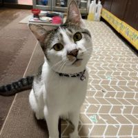 めすかめちゃんさん