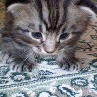 りいにゃん 会員画像