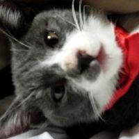 テキセンにゃんこ 会員画像