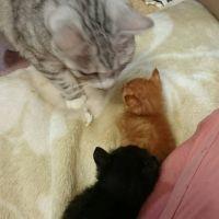 かものすけ 会員画像