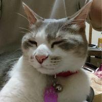 こたこ姫 会員画像