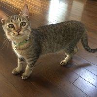 ネコリン♪ 会員画像