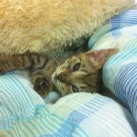 omasaru 会員画像