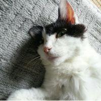 てんたまふーうー 会員画像