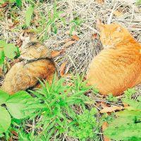 いちだい猫の会 会員画像