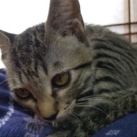 トモゴロウ 会員画像