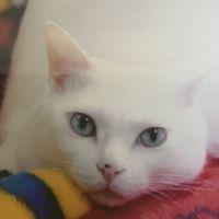 ねこ歩き 会員画像