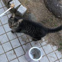 とどろき 会員画像