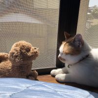 ネコネネエリー