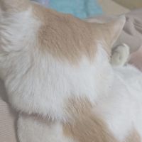 まゆすが 会員画像