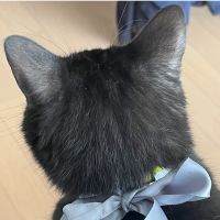 こはひよさん