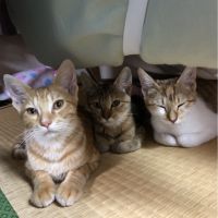 きなこもち10さん