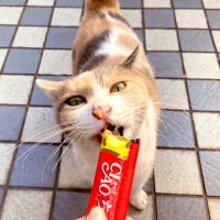 みみずきんさん