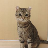 高野家の猫達さん