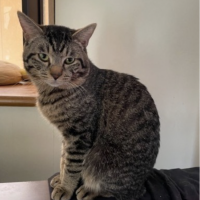 nyanpower 会員画像