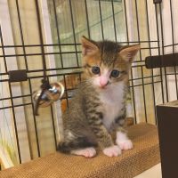 スマイルcatsさん