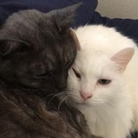 チョビムウ 会員画像