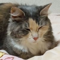 猫天使1523さん