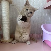 琥珀ω・´さん