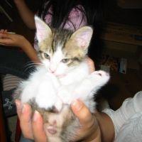 ジゼル 会員画像